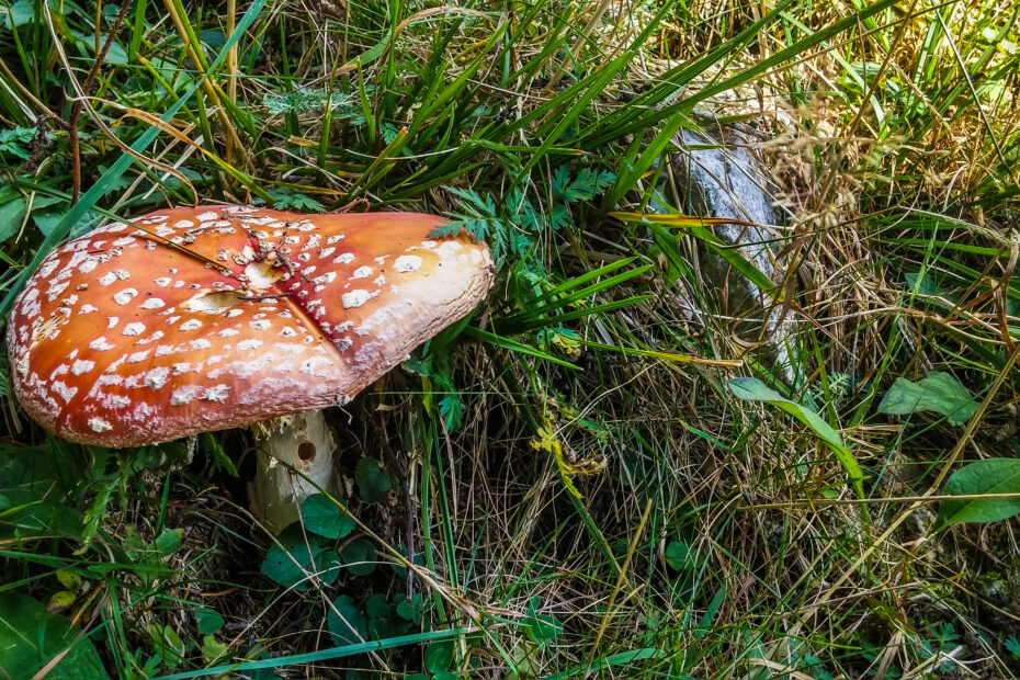 lg g3 Amanita Spiazzi di Gromo