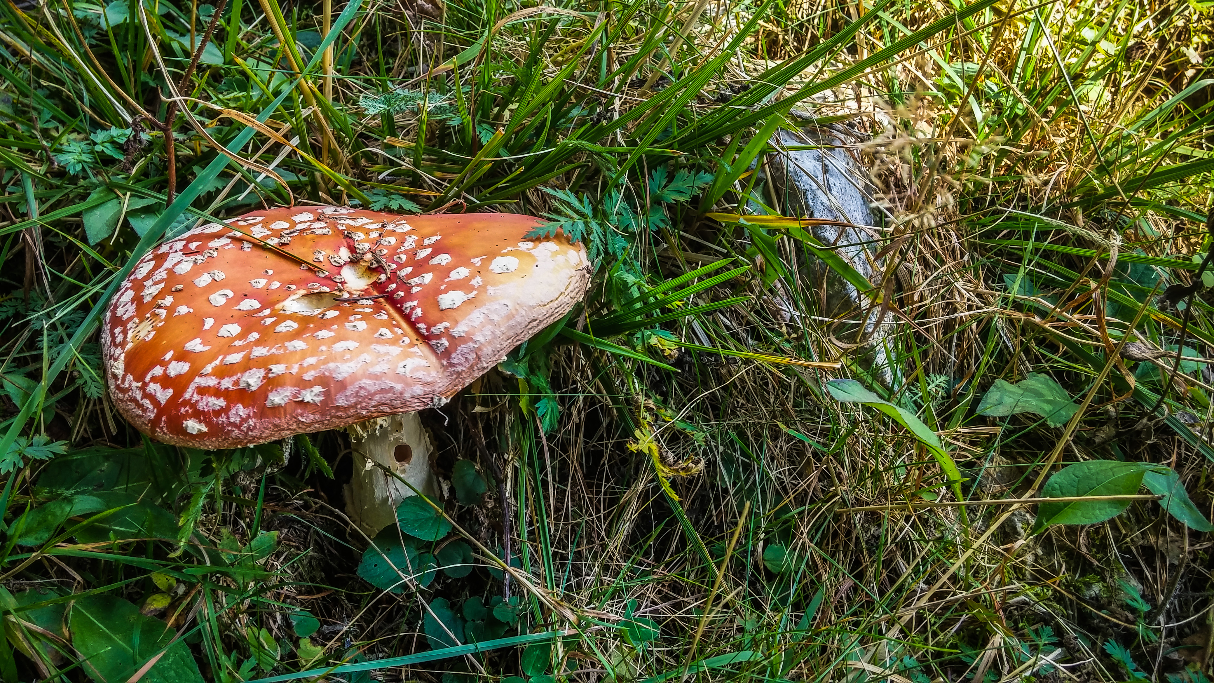 lg g3 Amanita Spiazzi di Gromo