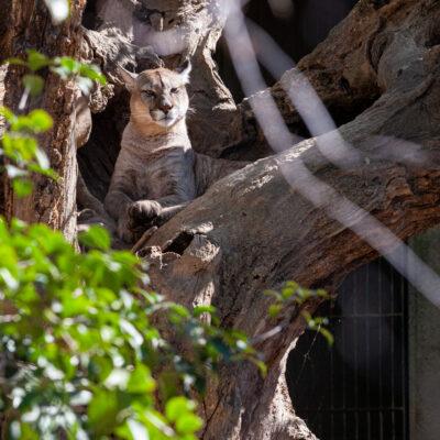 Parco faunistico Le Cornelle Puma