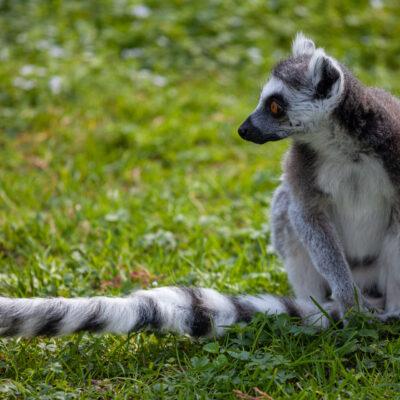 Parco faunistico Le Cornelle Lemuri