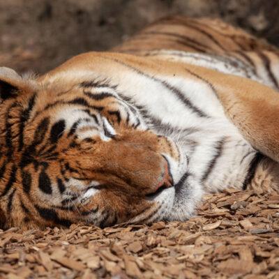 Parco faunistico Le Cornelle Tigre