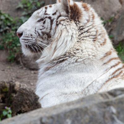 Parco faunistico Le Cornelle Tigre Albina