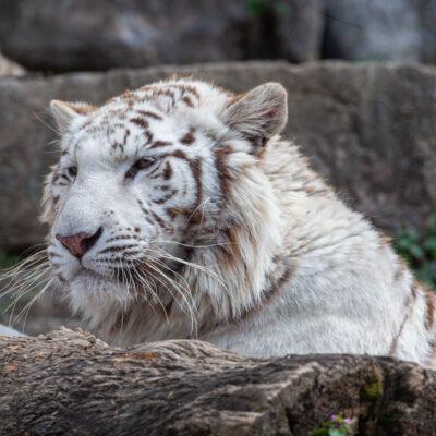 Parco faunistico Le Cornelle Tigre Albina
