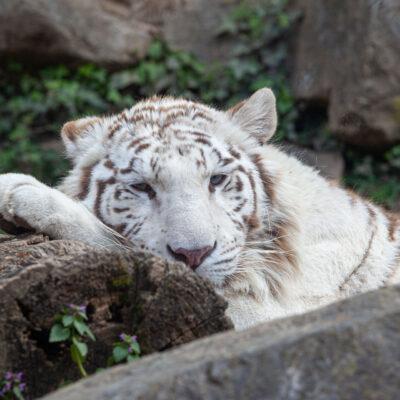 Parco faunistico Le Cornelle Tigre Albina