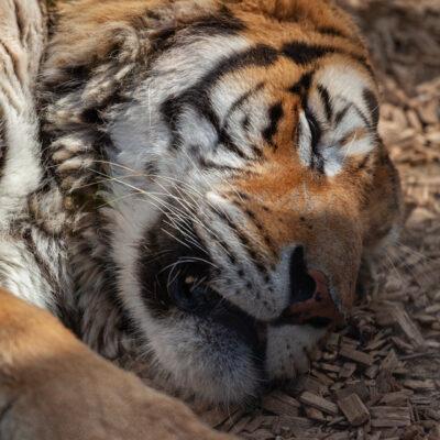 Parco faunistico Le Cornelle Tigre