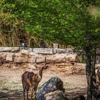 Parco Natura Viva