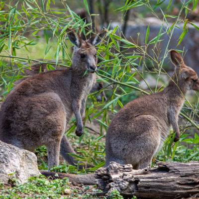 Parco Natura Viva