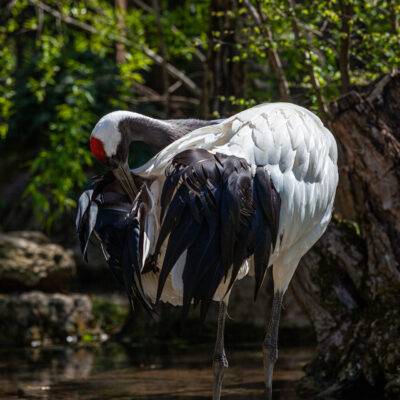 Parco Natura Viva