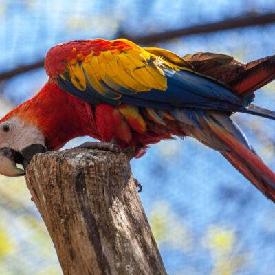 Parco Natura Viva