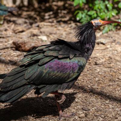 Parco Natura Viva