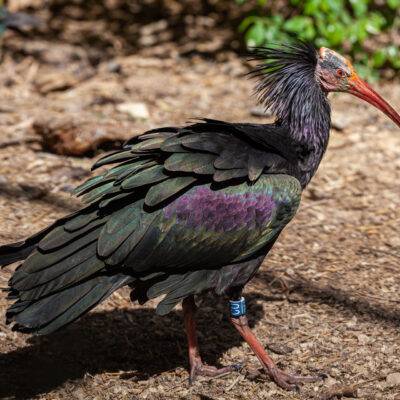 Parco Natura Viva