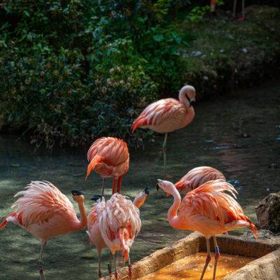 Parco Natura Viva