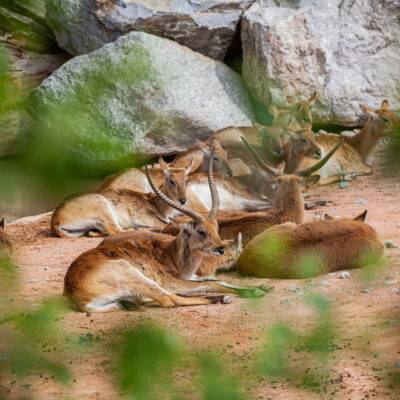 | | | | | | Copyright: GFREE-PHOTO