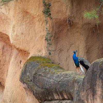 | | | | | | Copyright: GFREE-PHOTO