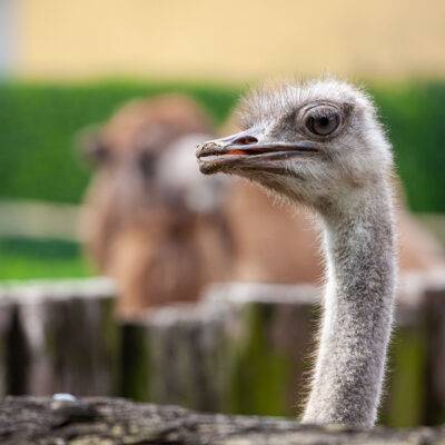 | | | | | | Copyright: GFREE-PHOTO