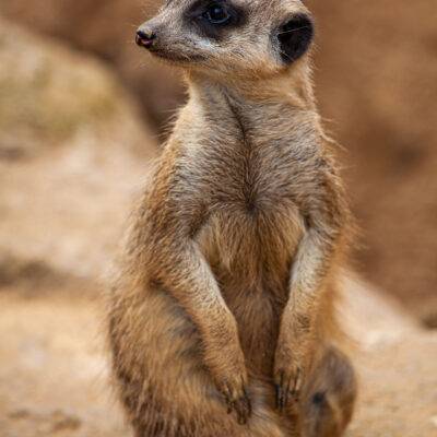 | | | | | | Copyright: GFREE-PHOTO