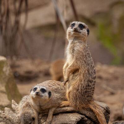 | | | | | | Copyright: GFREE-PHOTO