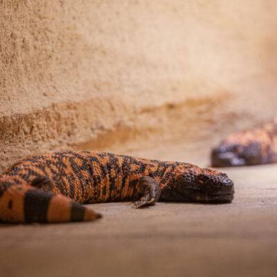 | | | | | | Copyright: GFREE-PHOTO