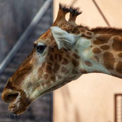 | | | | | | Copyright: GFREE-PHOTO
