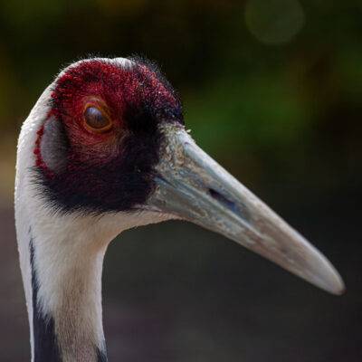 | | | | | | Copyright: GFREE-PHOTO