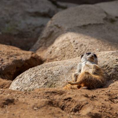 Copyright: GFREE-PHOTO