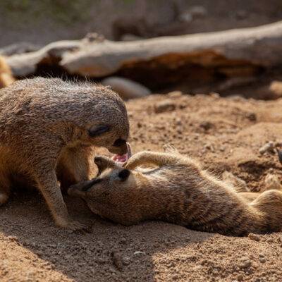 Copyright: GFREE-PHOTO