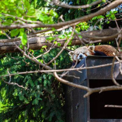 Copyright: GFREE-PHOTO
