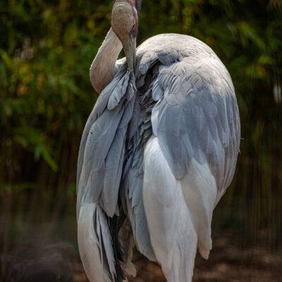 Copyright: GFREE-PHOTO