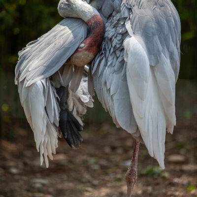 Copyright: GFREE-PHOTO