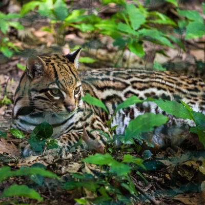 Oasi di Sant'Alessio - Ocelot