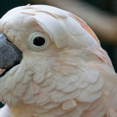 Canon EOS 7D Mark II | f/6.3 | 1/200sec | ISO-1600 | 200mm | 2024-05-11 11:17:22 | Copyright: GFREE-PHOTO