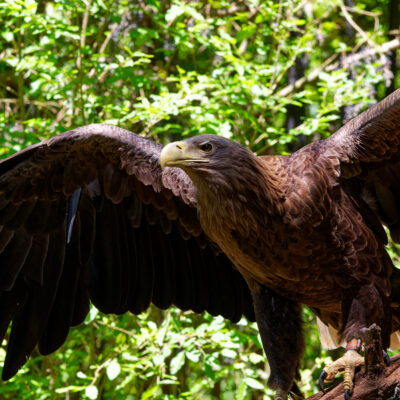 Canon EOS 7D Mark II | f/6.3 | 1/640sec | ISO-1600 | 169mm | 2024-05-11 11:53:05 | Copyright: GFREE-PHOTO