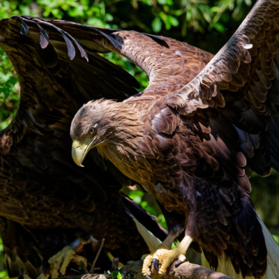 Canon EOS 7D Mark II | f/6.3 | 1/1600sec | ISO-1600 | 165mm | 2024-05-11 11:53:34 | Copyright: GFREE-PHOTO
