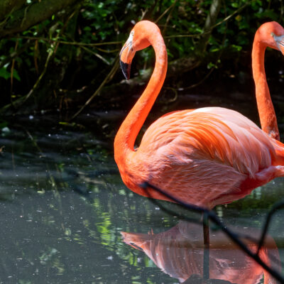 Canon EOS 7D Mark II | f/7.1 | 1/640sec | ISO-640 | 200mm | 2024-05-11 12:07:00 | Copyright: GFREE-PHOTO