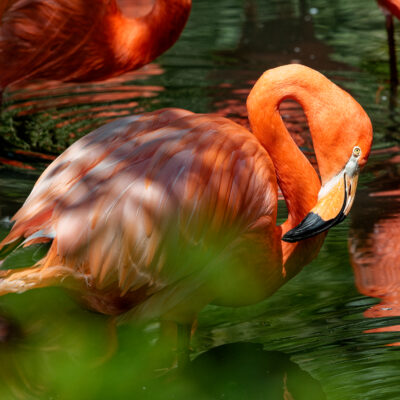 Canon EOS 7D Mark II | f/6.3 | 1/2000sec | ISO-640 | 200mm | 2024-05-11 12:09:24 | Copyright: GFREE-PHOTO