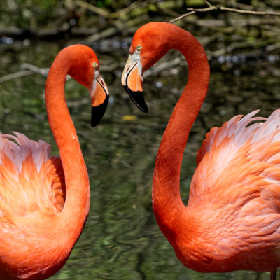 Canon EOS 7D Mark II | f/6.3 | 1/2000sec | ISO-640 | 200mm | 2024-05-11 12:11:25 | Copyright: GFREE-PHOTO