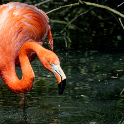 Canon EOS 7D Mark II | f/7.1 | 1/1600sec | ISO-640 | 200mm | 2024-05-11 12:15:08 | Copyright: GFREE-PHOTO