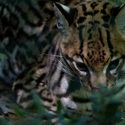 Canon EOS 7D Mark II | f/4 | 1/100sec | ISO-1600 | 200mm | 2024-05-11 12:17:23 | Copyright: GFREE-PHOTO