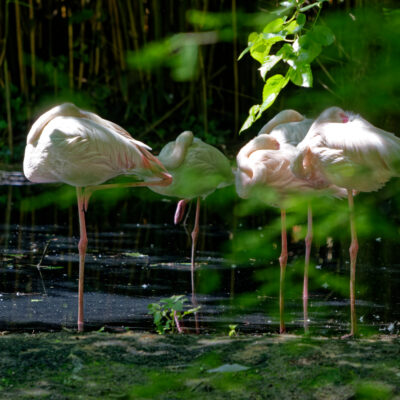 Canon EOS 7D Mark II | f/4.5 | 1/640sec | ISO-640 | 200mm | 2024-05-11 12:35:54 | Copyright: GFREE-PHOTO