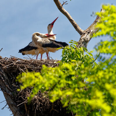 Canon EOS 7D Mark II | f/5.6 | 1/4000sec | ISO-640 | 200mm | 2024-05-11 13:20:29 | Copyright: GFREE-PHOTO