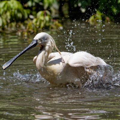 Canon EOS 7D Mark II | f/5.6 | 1/8000sec | ISO-1600 | 200mm | 2024-05-11 13:38:52 | Copyright: GFREE-PHOTO