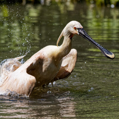 Canon EOS 7D Mark II | f/5.6 | 1/8000sec | ISO-1600 | 200mm | 2024-05-11 13:40:27 | Copyright: GFREE-PHOTO