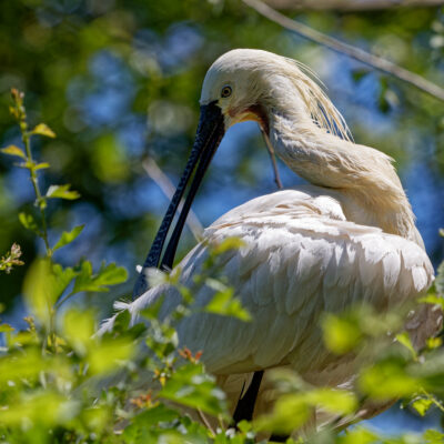 Canon EOS 7D Mark II | f/5.6 | 1/8000sec | ISO-1600 | 200mm | 2024-05-11 13:41:11 | Copyright: GFREE-PHOTO