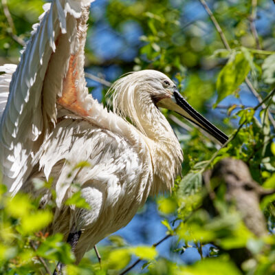 Canon EOS 7D Mark II | f/5.6 | 1/8000sec | ISO-1600 | 173mm | 2024-05-11 13:43:49 | Copyright: GFREE-PHOTO