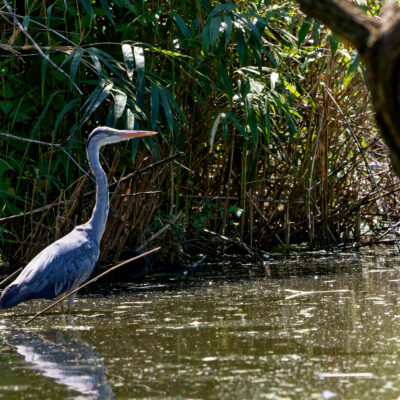 Canon EOS 7D Mark II | f/5.6 | 1/5000sec | ISO-1600 | 200mm | 2024-05-11 13:55:23 | Copyright: GFREE-PHOTO