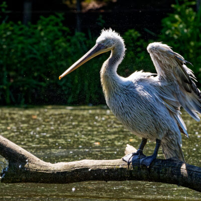 Canon EOS 7D Mark II | f/5.6 | 1/5000sec | ISO-1600 | 200mm | 2024-05-11 13:55:52 | Copyright: GFREE-PHOTO