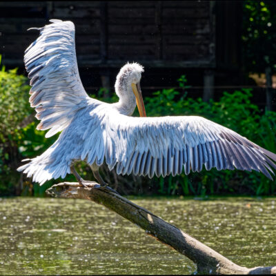 Canon EOS 7D Mark II | f/7.1 | 1/800sec | ISO-640 | 200mm | 2024-05-11 13:57:29 | Copyright: GFREE-PHOTO