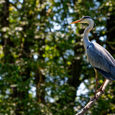 Canon EOS 7D Mark II | f/7.1 | 1/800sec | ISO-640 | 200mm | 2024-05-11 13:59:35 | Copyright: GFREE-PHOTO