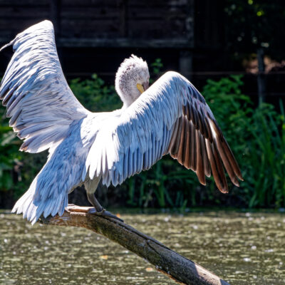 Canon EOS 7D Mark II | f/5.6 | 1/1250sec | ISO-640 | 200mm | 2024-05-11 14:02:24 | Copyright: GFREE-PHOTO