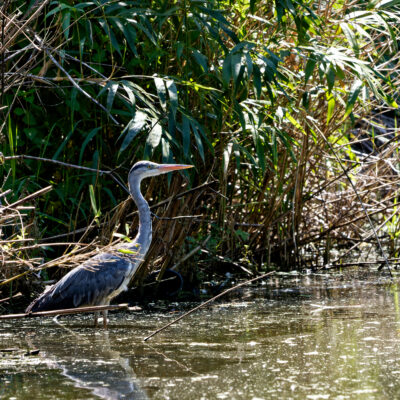 Canon EOS 7D Mark II | f/5.6 | 1/1000sec | ISO-640 | 200mm | 2024-05-11 14:03:59 | Copyright: GFREE-PHOTO